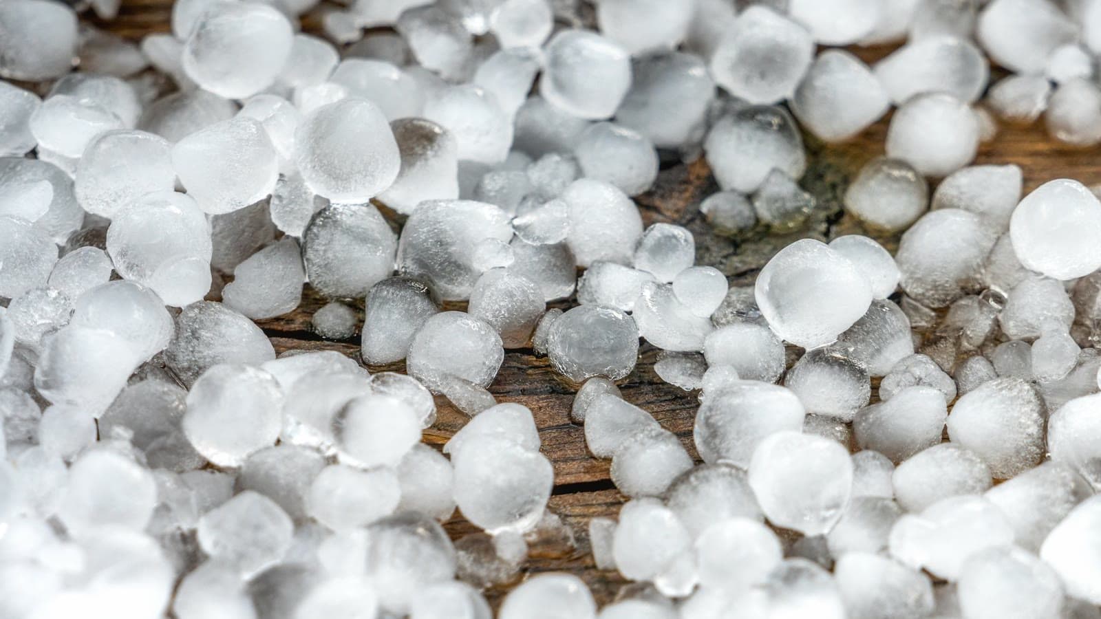 Close-up of hailstones gathered after a storm